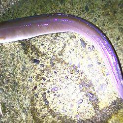 カマスの泳がせで、コウイカ、ダツ、アナゴが釣れました！